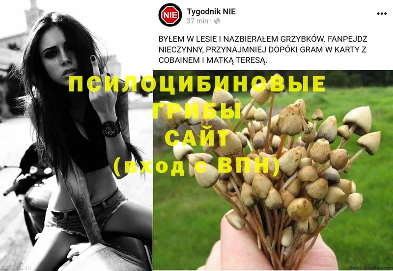 что такое   Дагестанские Огни  Псилоцибиновые грибы Psilocybine cubensis 